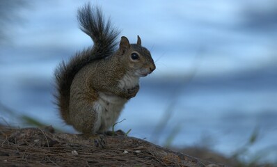 squirrel in the forest