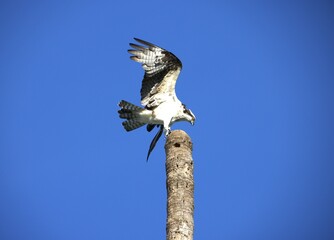 osprey in flight