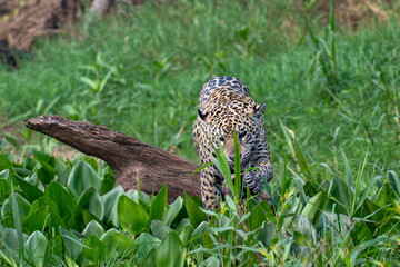 Jaguar poking a camera trap in the pantanal