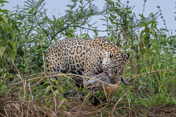 Jaguar holding a caiman in its mouth