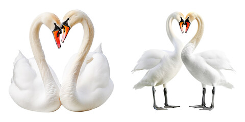 Obraz premium Romantic Swan Couple Forming Heart Shape,