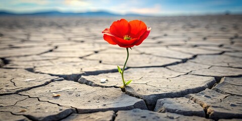 Resilience A vibrant red flower bravely blooming amidst cracked earth, symbolizing hope and perseverance in challenging conditions.