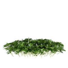 Free PNG 3d illustration of Pachysandra-terminalis tree frontal isolated transparent background perfectly cutout high resolution	
