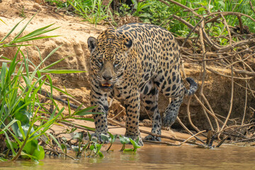 Jaguar hunting the river's edge