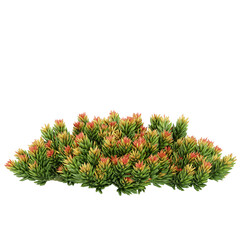 Free PNG 3d illustration of Sedum-rupestre-Angelina tree frontal isolated transparent background perfectly cutout high resolution	
