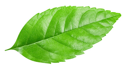Obraz premium Green leaves isolated on a white background. Leaves isolated clipping path