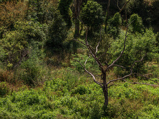Dead Tree With Spreading Branches In Weeds