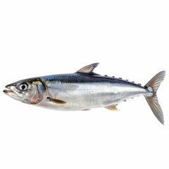 A shiny, silver mackerel fish with a streamlined body and visible dorsal fins, viewed from the side against a white background.