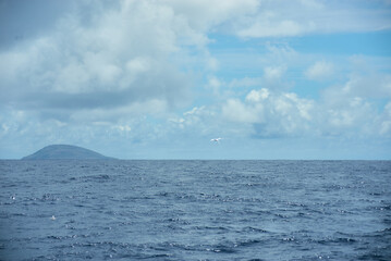 White-tailed tropicbird, a stunning seabird native to Mauritius.