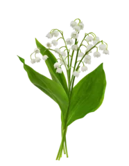 Gordijnen Lily of the valley flowers in a spring bouquet isolated on white or transparent background © Ortis