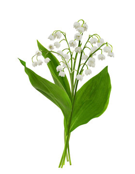 Fototapeta Lily of the valley flowers in a spring bouquet isolated on white or transparent background
