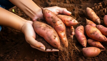 Freshly Harvested Sweet Potatoes: A Rustic, Earthy Harvest Scene