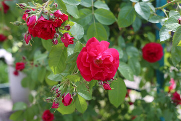 Red tea rose and buds wallpaper