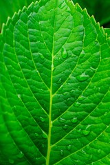 A close-up of a fresh green leaf with water drops on a solid color background. The glossy leaf is isolated, showcasing its smooth texture and the light-reflecting water drops.