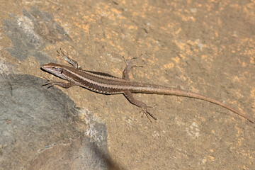Obraz premium Madeiran wall lizard, Teira dugesii, endemic species is sunbathing on a stone