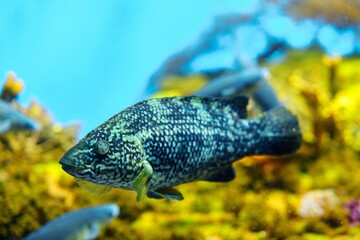 Dusky rockfish swimming in a green aquarium tank. The fish stands out as the focal point, with a blurred background adding depth. This marine species is native to the North Pacific Ocean.