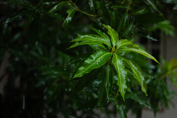 A vibrant green mango tree leaf with glistening raindrops, surrounded by lush, blurred foliage