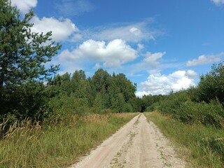 Road in forest in Siauliai county during sunny summer day. Oak and birch tree woodland. Sunny day with white clouds in blue sky. Bushes are growing in woods. Sandy road. Nature. Miskas.