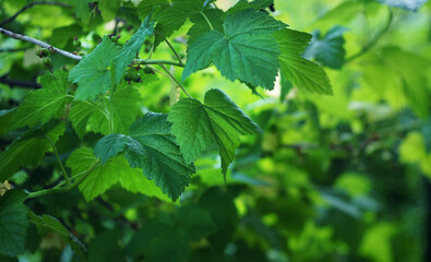 Green leaves of black currant