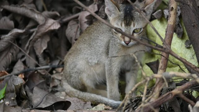 Cat sitting on a patch of grass. It has a light brown coat and appears to be looking around curiously. The cat is surrounded by dry leaves and twigs. Slow motion video. 