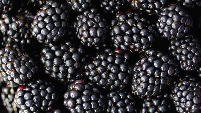 Blackberry berries. Fresh ripe blackberries as background, top view. Juicy ripe black berries in a heap. Texture of blackberries close-up. Slow motion, background rotation.