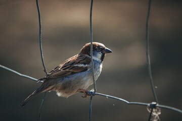sparrow on a branch
