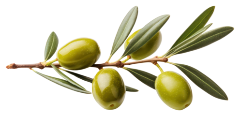 PNG Olive branch fruit plant food.