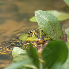 frog in the pond
