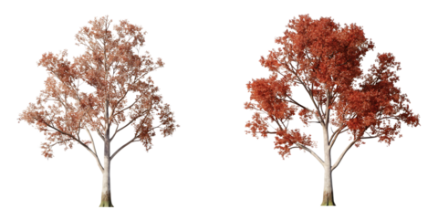 autumn trees with red leaves in natural forests isolated on a white background PNG.AI GENERATED
