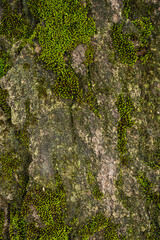 Rock Wall With Moss Growth