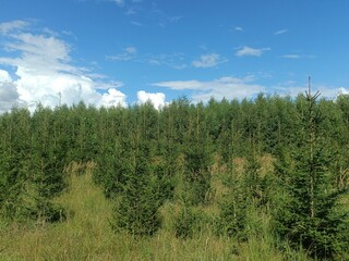 Forest in Siauliai county during sunny summer day. Oak and birch tree woodland. Sunny day with white clouds in blue sky. Bushes are growing in woods. Nature. Summer season. Miskas.