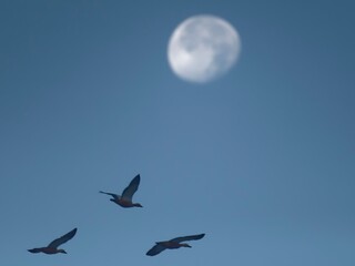 Moon and ruddy shelduck