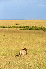 Obraz premium Male Lion walks away on the savanna in Africa