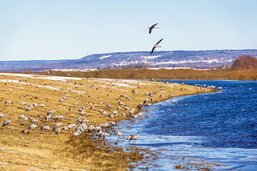 Cranes by a lakeshore in springtime