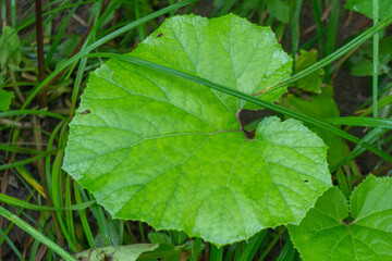 Large green leaf of a plant on the river bank in spring
