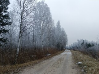 Road in forest in Siauliai county during cloudy winter day. Oak and birch tree woodland. Cloudy day with white clouds in sky. Bushes are growing in woods. Sandy road. Nature. Winter season. Miskas.