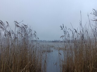 Small pond. Cloudy day with white and gray clouds in sky. Reeds are growing in pond. Nature.