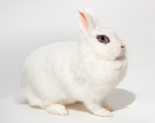 White dwarf decorative rabbit. Full length adult female rabbit with blue eyes on a white background.