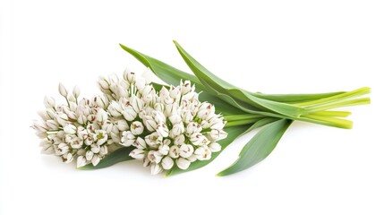 Fototapeta premium Garlic chives Allium tuberosum with white blooms and green leaves on a bright background for culinary and gardening concepts