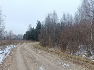 Road in forest in Siauliai county during cloudy winter day. Oak and birch tree woodland. Cloudy day with white clouds in sky. Bushes are growing in woods. Sandy road. Nature. Winter season. Miskas.