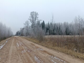 Road in forest in Siauliai county during cloudy winter day. Oak and birch tree woodland. Cloudy day with white clouds in sky. Bushes are growing in woods. Sandy road. Nature. Winter season. Miskas.