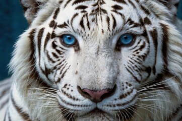 Fototapeta premium Close-up of a white tiger’s face, focusing on its piercing sapphire-blue eyes.