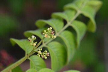 Ranibili flower buds