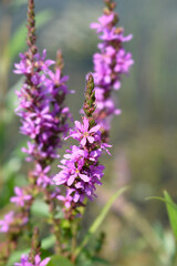 Purple loosestrife flowers