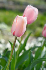 Tulip Salmon Impresion flowers