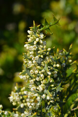 Anchor plant flowers