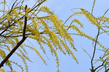 Golden Weeping Willow branches with flowers