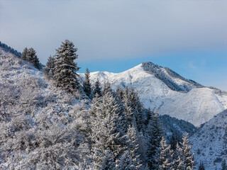 snowy mountain with fir trees in the snow