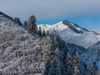 snowy mountain with fir trees in the snow
