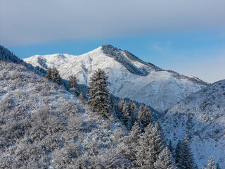 snowy mountain with fir trees in the snow